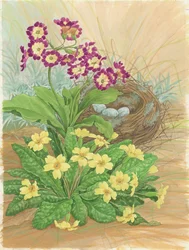 Auricula, Primrose and Nest, 1998 (wc paperilla)